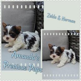 Colt - Chocolate, tan and white male Yorkshire Terrier puppy in Wartburg, Tennessee from Amanda's Precious Pups