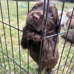 Cocker Spaniel Puppies from Jamie’s Sweet Spaniels