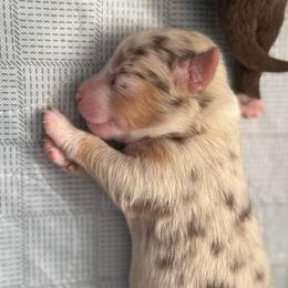 Rain - Red merle female Miniature American Shepherd puppy in Tucson, Arizona from Outlaw Minis