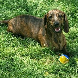 Sasha - Dachshund
