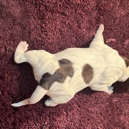 Gus - Wirehaired Pointing Griffon puppy from Two Rivers Kennels - Wirehaired Pointing Griffons