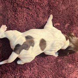 Gus - Wirehaired Pointing Griffon puppy from Two Rivers Kennels - Wirehaired Pointing Griffons