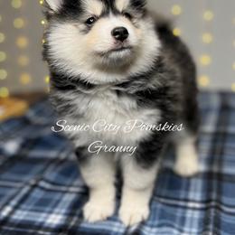 Granny - Black and white female Pomsky puppy in Rossville, Georgia from Scenic City Pomskies