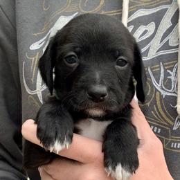 Aussiedoodle and Leopardoodle Puppies from A Puppy Crush
