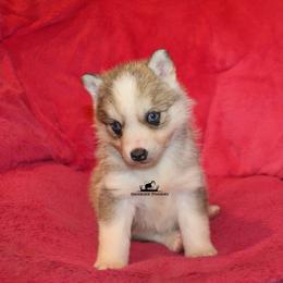 Guardian Home Search - Wolf sable female Pomsky puppy in Stockton, Utah from Mischa Nelson