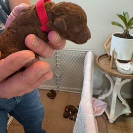 Boy 3 - male Poodle puppy in Olympia, Washington from Che Bella Amore Lagotti