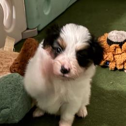 Champ - White black and tan male Papillon puppy in Frostproof, Florida from Sequence Papillon