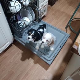 Cocker Spaniel Puppies from Hartwell Cocker Spaniel Kennel