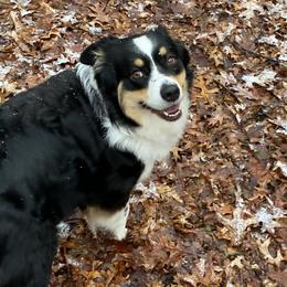 Sydney - Australian Shepherd