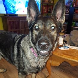 German Shepherds from Ramona Pinkowsky's German Shepherds