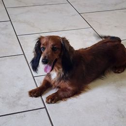 Lady - Dachshund