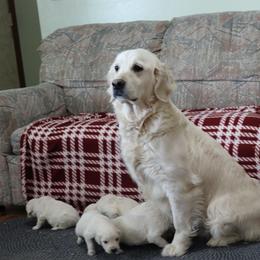 Faith - Golden Retriever