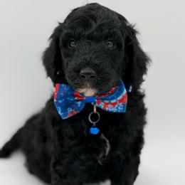 Davis - Black male Poodle puppy in Willacoochee, Georgia from Kitandkboodle's Doodles