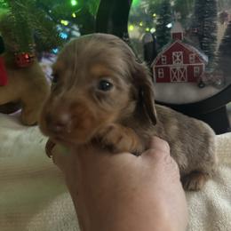 Amos - Dapple male Dachshund puppy in Argos, Indiana from TKO Doxies