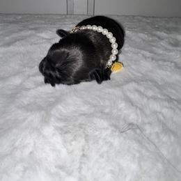 French Bulldog Puppies from jack & Ruby's Frenchies