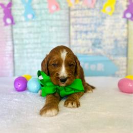 Harper's Green - Red  male Goldendoodle puppy in Kountze, Texas from Texas Doodles LLC
