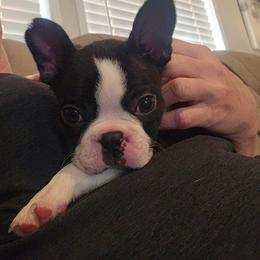 Elliot - Black and white male Boston Terrier puppy in Winnsboro, Texas from JP Ranch Bulldogs