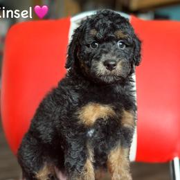 Hailey Kinsel - Black phantom female Aussiedoodle puppy in Lancaster, Minnesota from Finney Ranch