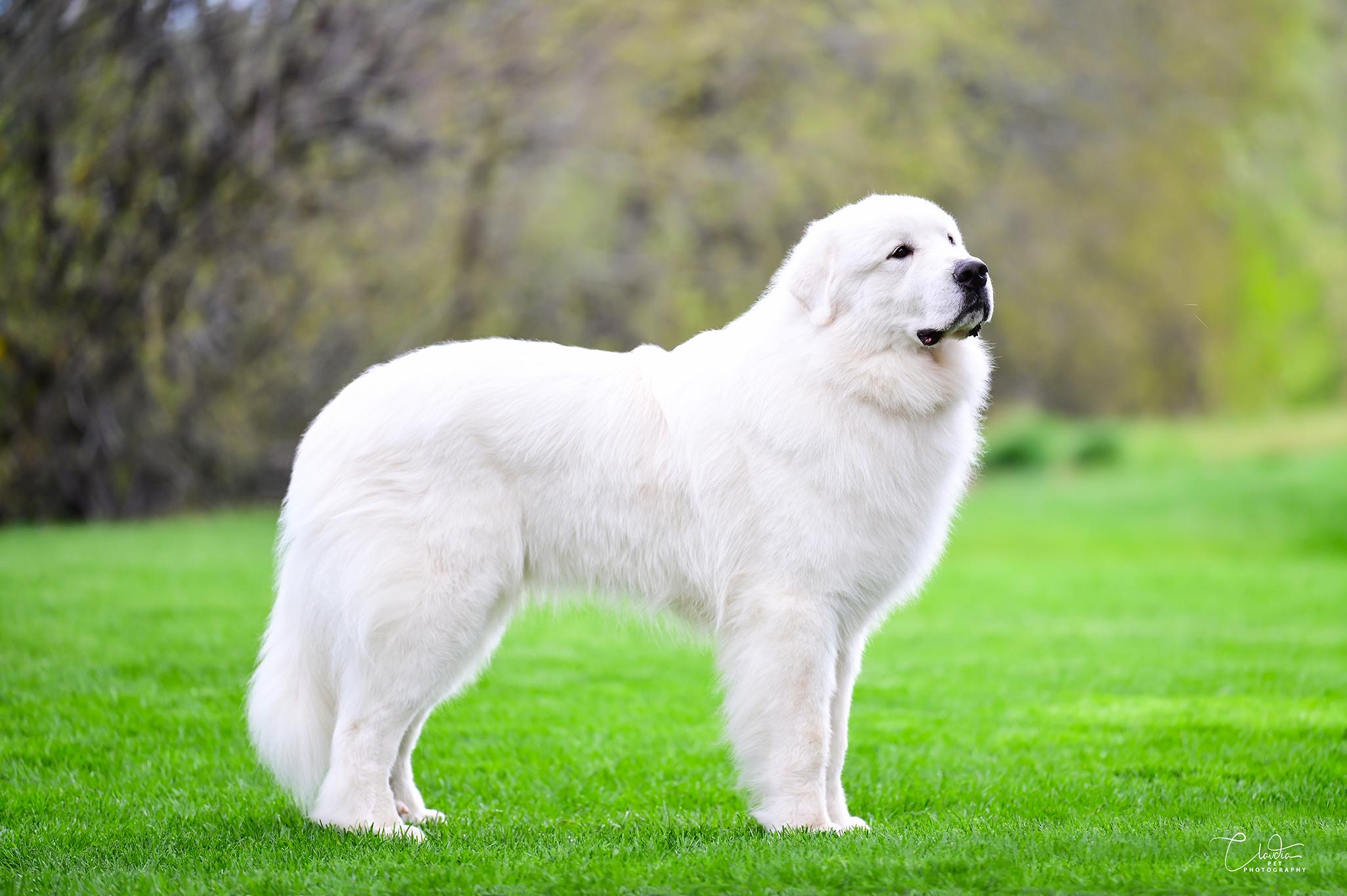 Maxi