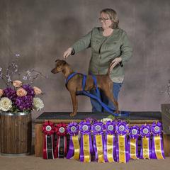 German Pinscher All Grown Up from RiverRAT Barn Hunt