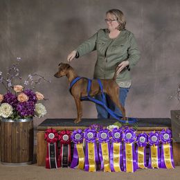 German Pinscher All Grown Up from RiverRAT Barn Hunt