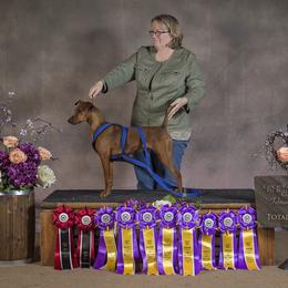 German Pinscher All Grown Up from RiverRAT Barn Hunt