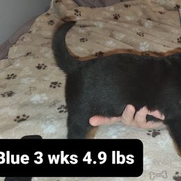 Rottweiler Puppies from vom Helligkeit