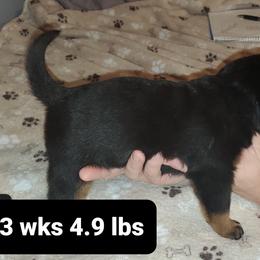 Rottweiler Puppies from vom Helligkeit