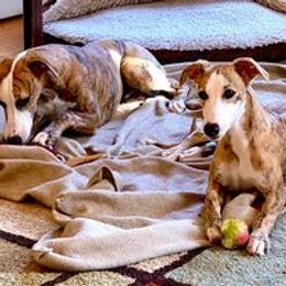 Whippet Puppies from Aristaios Farms