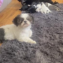 Dash - Shih Tzu