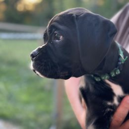 Boxer All Grown Up from Bentley’s Boxers