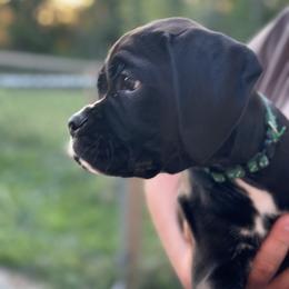 Boxer All Grown Up from Bentley’s Boxers