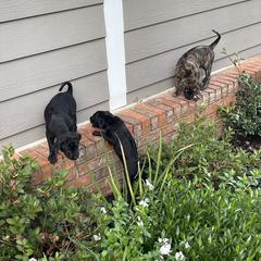 Vietnamese Phu Quoc Ridgeback Puppies from Phu Quoc Ridgebacks of Mississippi