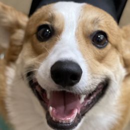 Pembroke Welsh Corgis from Careaga Farms