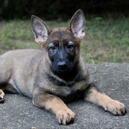 Female2 - Sable female German Shepherd puppy in Cumming, Georgia from Cainedelup