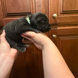 Teal collar - Black female Great Dane puppy in Ider, Alabama from Sand Mountain Danes LLC