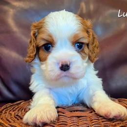 Luke - Blenheim male Cavalier King Charles Spaniel puppy in Paulden, Arizona from Nine Mile Cavaliers