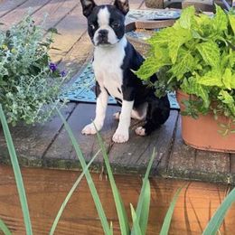 Boston Terrier and Golden Retriever All Grown Up from Melissa Holifield