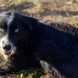 Australian Shepherds, Dachshunds, and Jack Russell Terriers from Tuff Country Farm