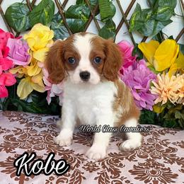 Kobe - Blenheim male Cavalier King Charles Spaniel puppy in Hollywood, Florida from World Class Cavaliers