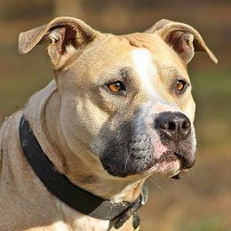 American Pit Bull Terriers from Steel Ridge APBTs