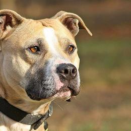 American Pit Bull Terriers from Steel Ridge APBTs