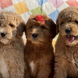 Goldendoodles, Poodles, Shihpoos, and Yorkshire Terriers from Plush Pups By Reeds