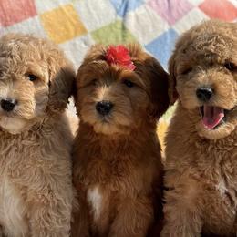 Goldendoodles, Poodles, Shihpoos, and Yorkshire Terriers from Plush Pups By Reeds