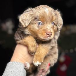 Limerick - Red merle male Toy Australian Shepherd puppy in Spokane Valley, Washington from Northern Roots Aussies