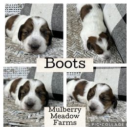Boots - Piebald male Dachshund puppy in Paw Paw, Michigan from Mulberry Meadow Farms