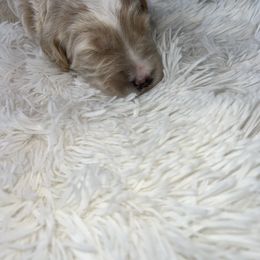 Aussiedoodle, Goldendoodle, and Poodle Puppies from Designer Doodles