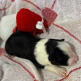 Echo - Black and white female Border Collie puppy in Mckinney, Texas from Border Collies of Ruidoso