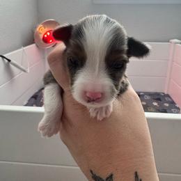 Freddie - Blue merle male Miniature Australian Shepherd puppy in Reno, Nevada from Battle Born Mini Aussies