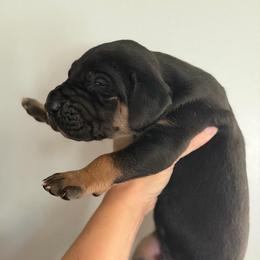 Black Tan Point (1) - Black male Great Dane puppy in Kimball, Michigan from Starlight Danes